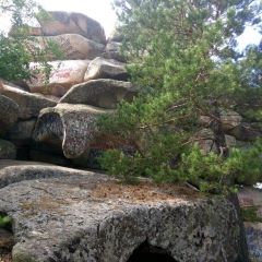 Александр Олифер, Калининград