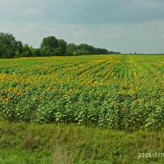 Танчик Ивановна