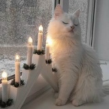 Ангелина Жерносек, 11.11