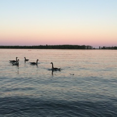 Anelya Yerzhanova, 12.01