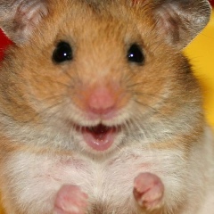 Денис Сараев, 18.08.1985, Богучар