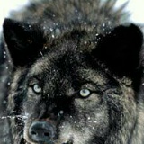 Умар Баймурадов, 06.12.1996