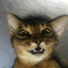 Алексей Шишкин