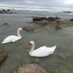 Ainash Kozhalakova, 17.10, Актау