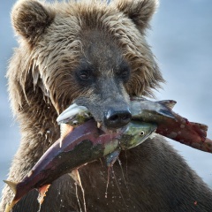 Алексей Фалькович, 26.10.1984, Москва