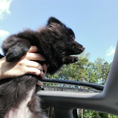 Антон Евлаков, 11.07.1981, Москва