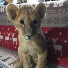 Жанаман Тыныштыков, Актау