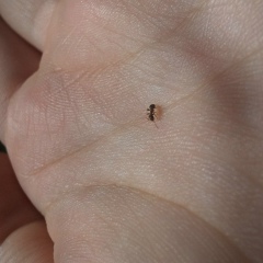 Мадина Мирзаакбарова, 18.04, Ташкент