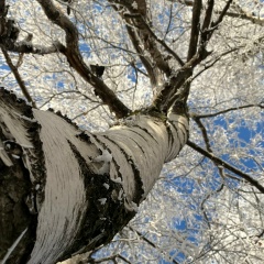 Давид Азарян, 21.04.1985