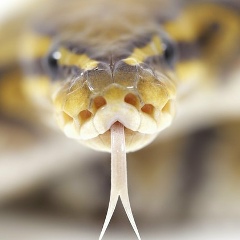 Елена Неделько, 07.07.1965