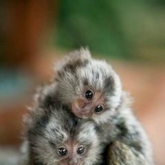 Азиз Дандамаев, 04.10.1987, Москва