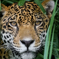 Daulet Zhanabay, 22.06.1993, Алматы