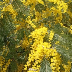 Ольга Солнышко, 17.05, Ставрополь