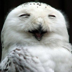 Александр Дышель, 08.07.1988, Краснодар