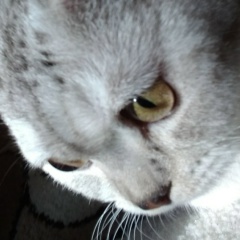 Алёна Высоцкая, Чита