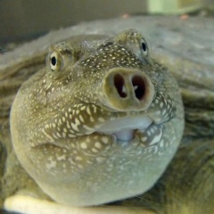 Килозяба Кулькова, Санкт-Петербург