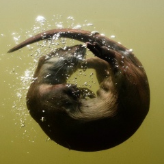 Евгения Яценко, 11.10.1988, Москва