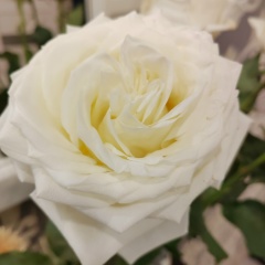 Анастасия Порваль, 19.01, Санкт-Петербург