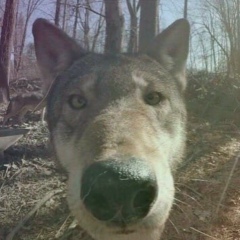 Андрей Волк, 14.03, Санкт-Петербург