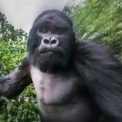 Наурыз Жубанышов, Chicago