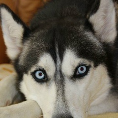 Василий Рамонец, Москва