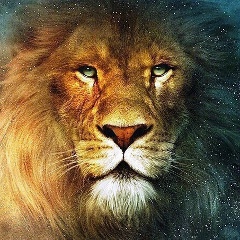 Миша Коломовский, Сочи