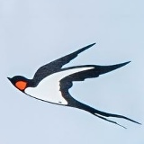 Авелина Помазуновская, 11.02, Омск