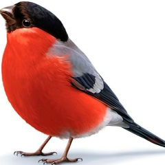 Алексей Молгачёв, 13.09.1981, Мурманск