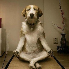 Антон Белый, Санкт-Петербург