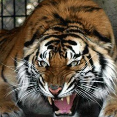 Bauka Allanazarov, Алматы