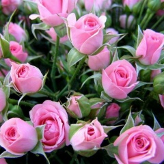 Виктория Савельева, Санкт-Петербург