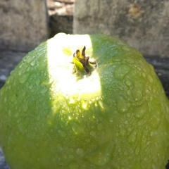 Наталья Мудрая, 14.12, Санкт-Петербург