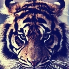 Sheihov Sheihov, 12.09.1995, Махачкала