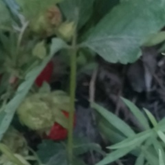 Серик Абдрахманов, 27.07, Жанбобек