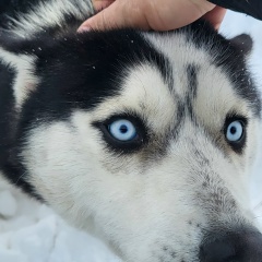 Александр Александр, 17.08.1987, Астана