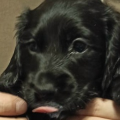 Павел Павлов, 14.10.1987, Самара