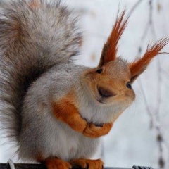 Darita Preciosa, 20.04, Санкт-Петербург