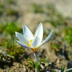 Асия Дыва, 17.07.1998, Алматы