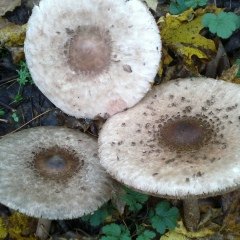 Cristina Malai, 11.08, Кишинев