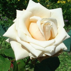 Ruslan Asain, 24.09, Астана