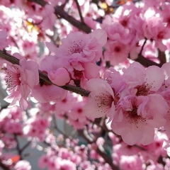 Актилек Калидолдаева, 29.03, Алматы