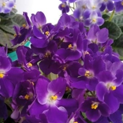 Самая Милая, Казань