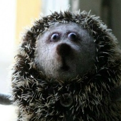 Константин Коморник, 24.05.1985, Екатеринбург