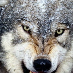 Василь Сливка, 13.01.1981, Рахов