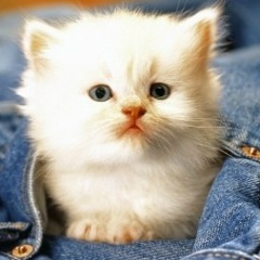 Diana Salimgireeva, 24.03, Актау