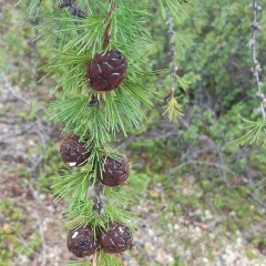 Евгения Комаристая (Гладкова), Омск