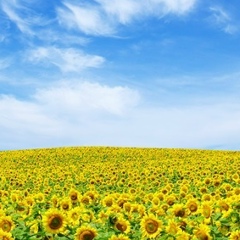 Наталья Лопатюк, 01.01, Киев