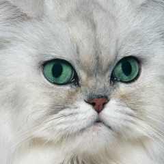 Ирина Литвяк-Фоменко, 12.01, Одесса