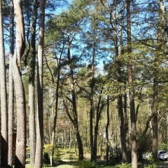 Vladimir Shenderyuk, 25.04.1960, Калининград