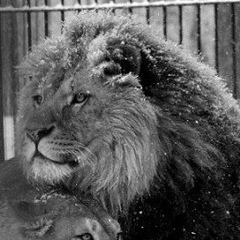 Анастасия Корносенкова, 04.02.1993, Санкт-Петербург